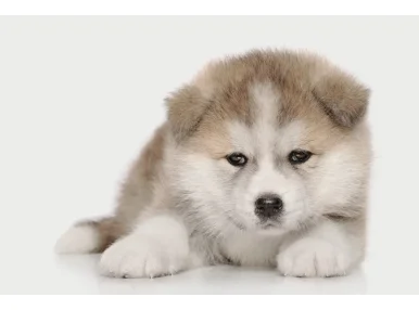 Akita Inu