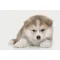 Akita Inu