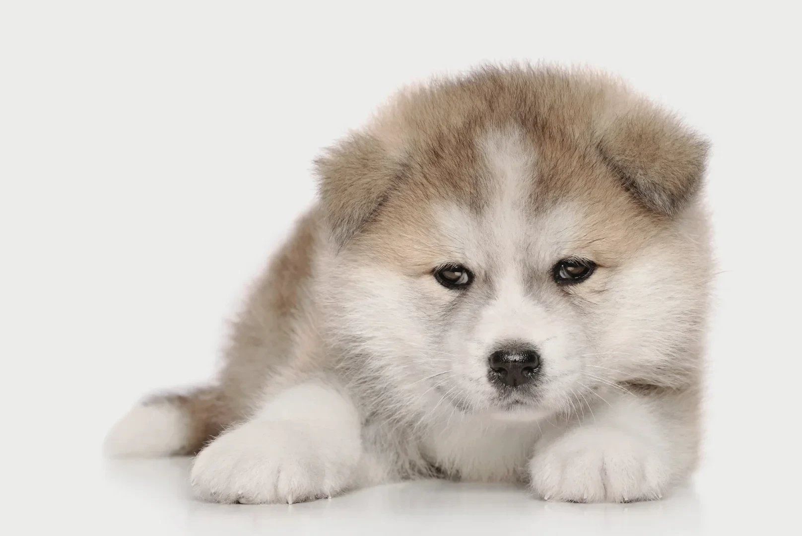Akita Inu