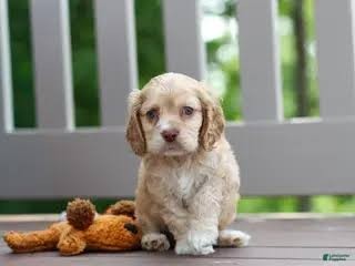 Amerikan Cocker Spaniel