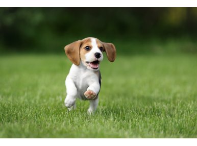 Beagle