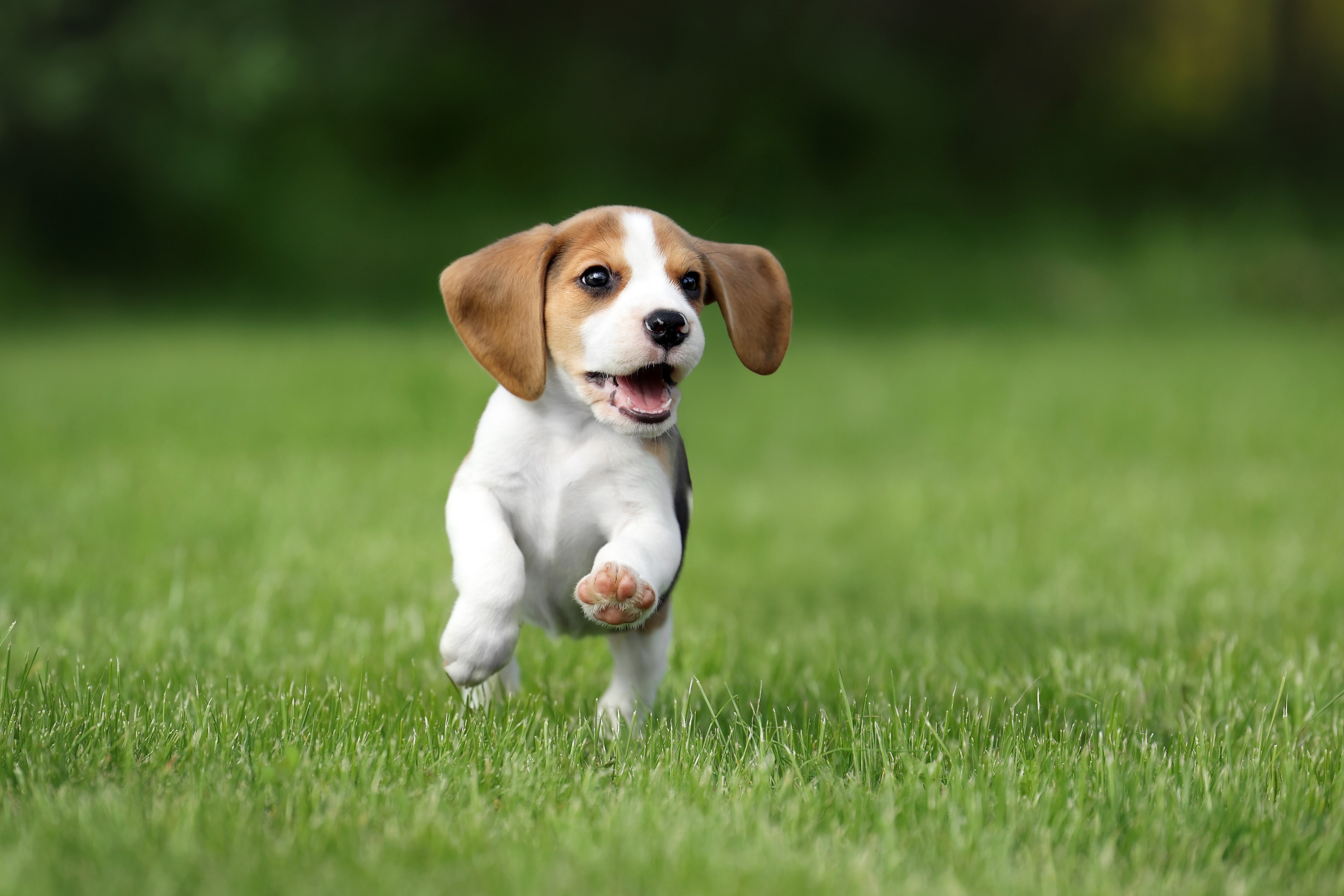Beagle