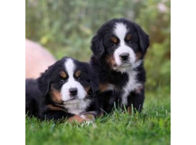 Bernese Dağ Köpeği