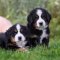 Bernese Dağ Köpeği