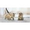 Kedi İlanları