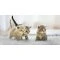 Kedi İlanları