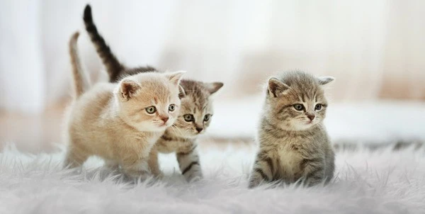 Kedi ilanlari