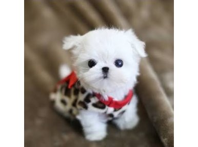 Maltese Terrier