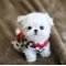 Maltese Terrier