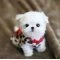 Maltese Terrier