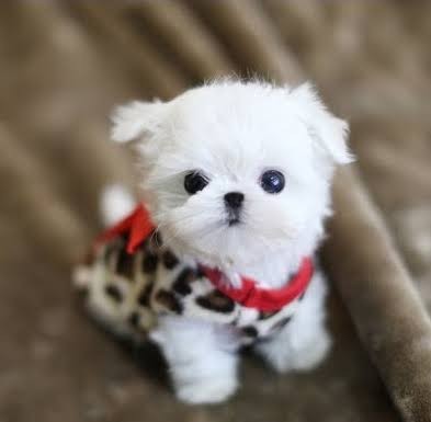Maltese Terrier