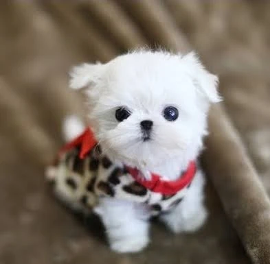 Maltese Terrier