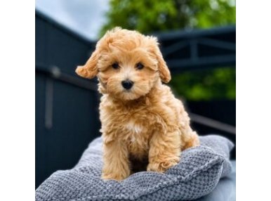 Maltipoo