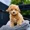 Maltipoo