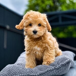 Maltipoo