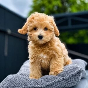 Maltipoo