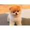 Pomeranian Boo