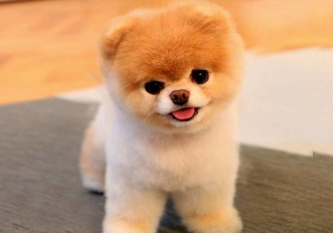 Pomeranian Boo