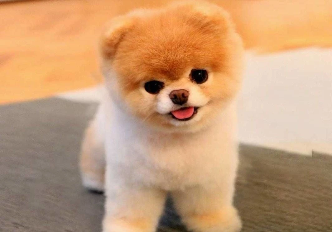 Pomeranian Boo