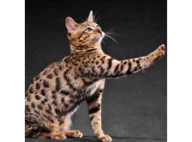 Bengal Kedisi