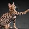 Bengal Kedisi