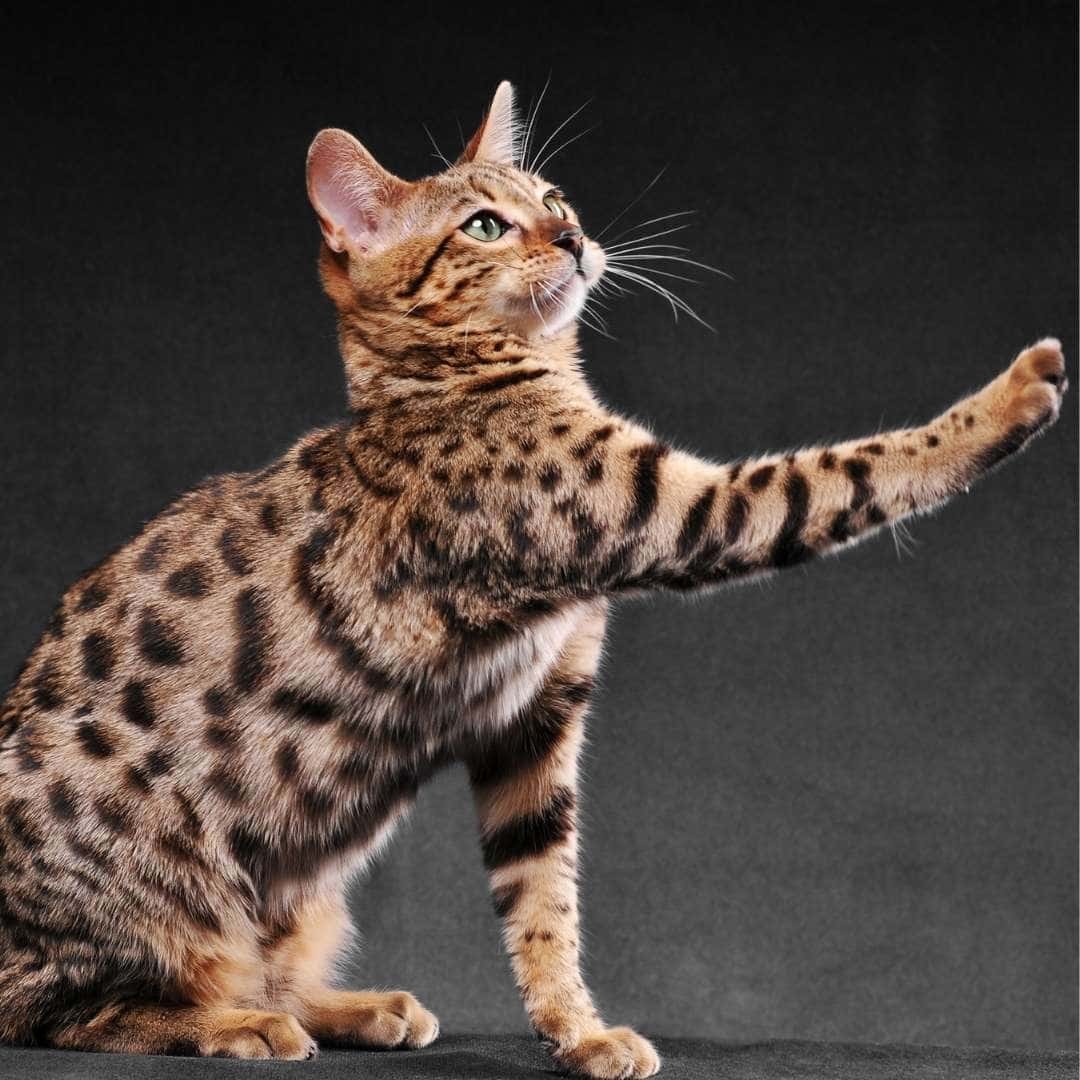 Bengal Kedisi