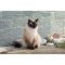 Birman Kedisi