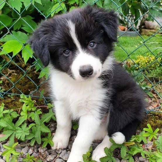 Border Collie
