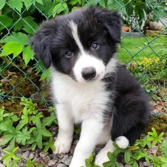 İzmir Border Collie İlanları