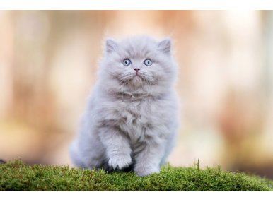 British Longhair