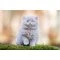 British Longhair