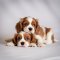 Cavalier King Charles