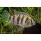 Cichlid