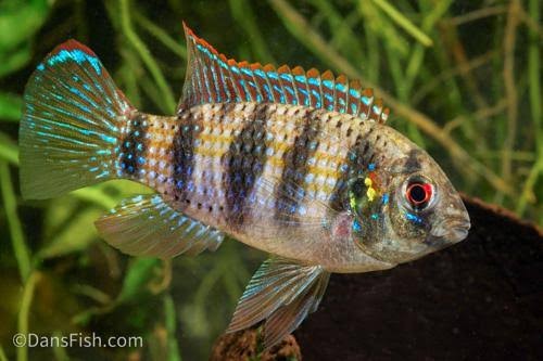 Cichlid