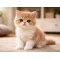Exotic Shorthair