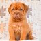 Fransız Mastiff