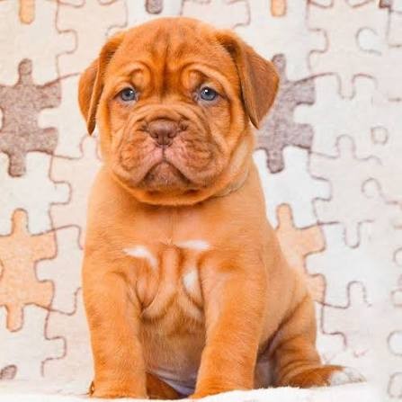 Fransız Mastiff