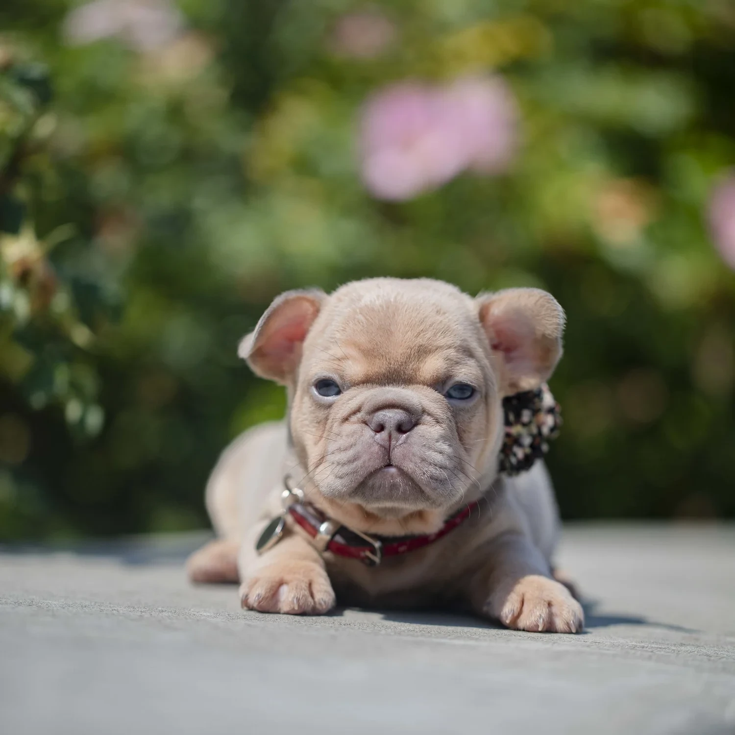 French Bulldog