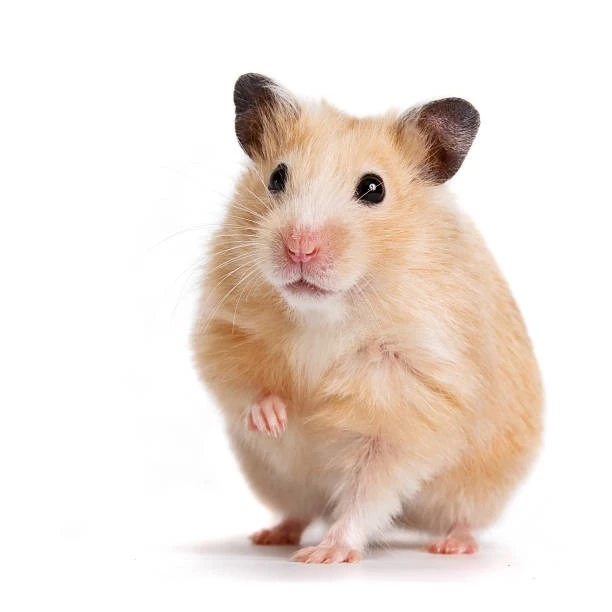 İstanbul Hamster İlanları