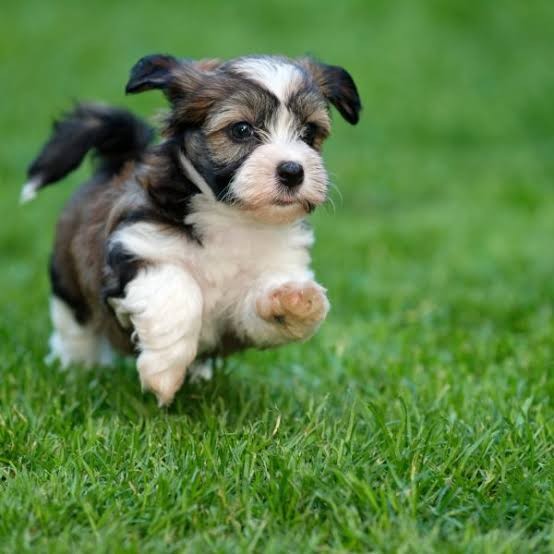 Havanese