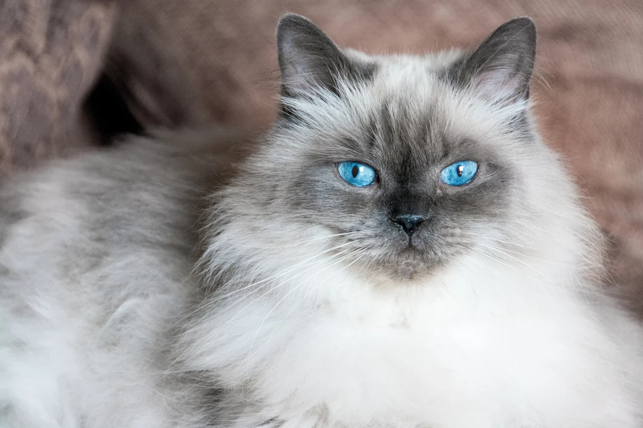 Himalayan Kedisi