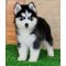 Sibirya Kurdu (Husky)