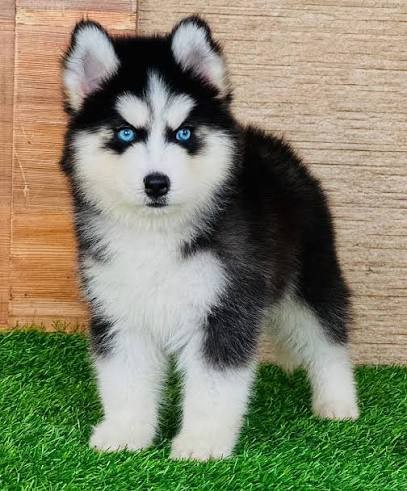 Sibirya Kurdu (Husky)