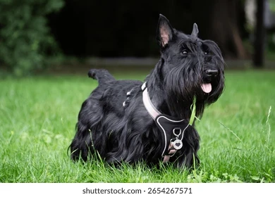 İskoç Terrier