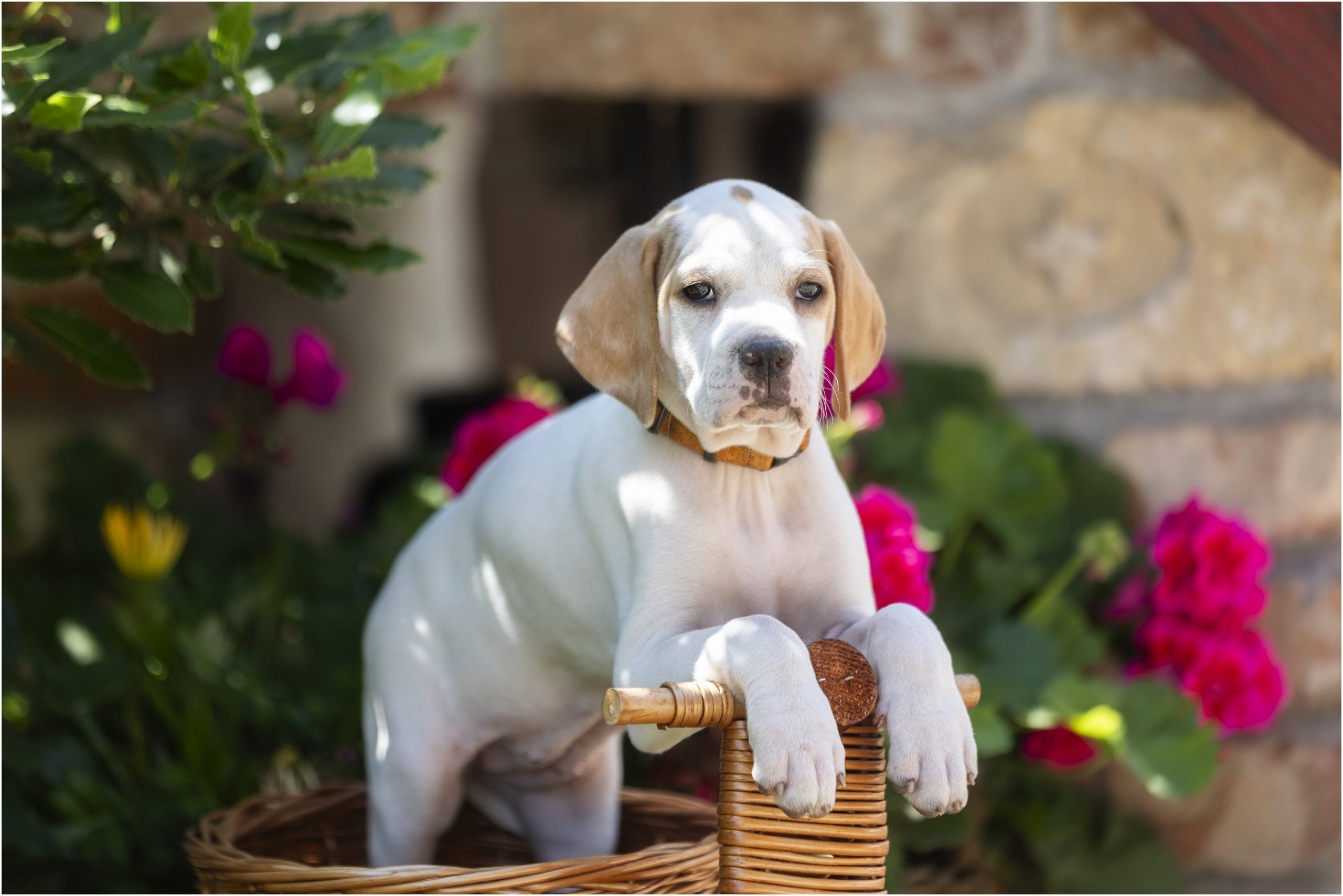 İngiliz Pointer