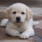 Labrador