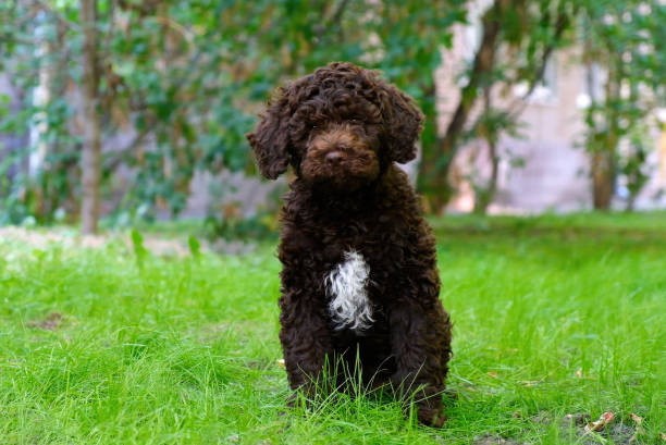 Lagotto Romagnolo