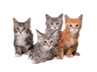 Maine Coon