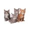 Maine Coon