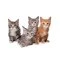 Maine Coon